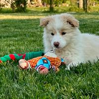 Cuccioli di Border Collie ee red