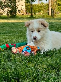 Cuccioli di Border Collie ee red