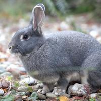 Coniglia nana