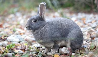 Coniglia nana