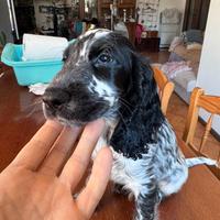 Cucciolo Cocker spaniel