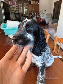 Cucciolo Cocker spaniel
