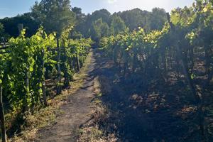 Vigneto