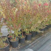 Piante di lagestroemia