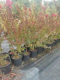 Piante di lagestroemia