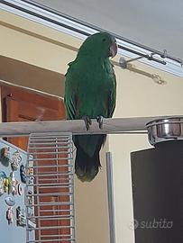 Pappagallo