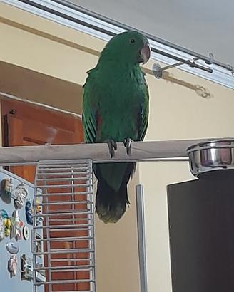 Pappagallo