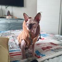 Amon-Ra Gatto Sphynx per ACCOPPIAMENTO
