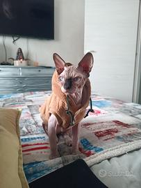 Amon-Ra Gatto Sphynx per ACCOPPIAMENTO