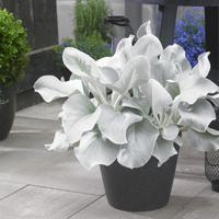 Senecio pianta - FOTO REALI