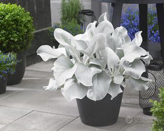 Senecio pianta - FOTO REALI