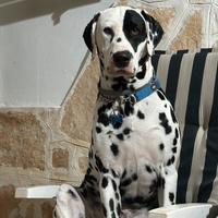 Theo x dalmata femmina