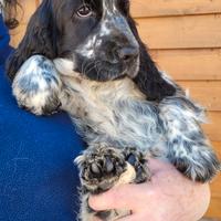 Cucciola di cocker spaniel inglese