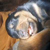 Cuccioli rottweiler