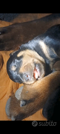 Cuccioli rottweiler