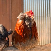 Galline ornamentali