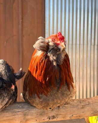 Galline ornamentali