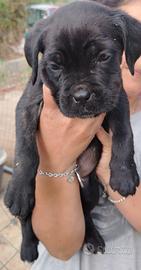 Disponibili cuccioli cane corso