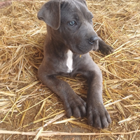 Cucciola Cane Corso