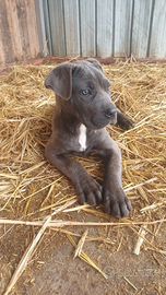Cucciola Cane Corso