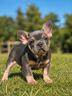 cuccioli-di-bouledogue-francesi