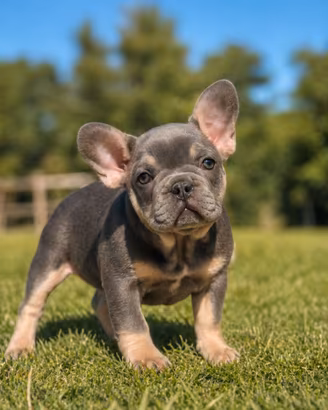 Cuccioli di bouledogue francesi