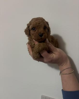 Barboncino toy