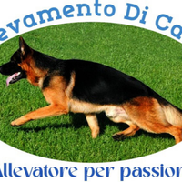 Pastore tedesco