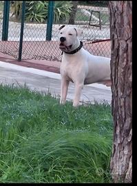 Dogo argentino per monta