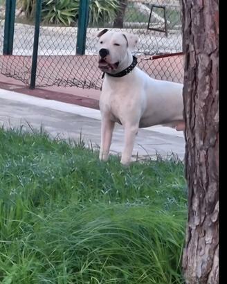 Dogo argentino per monta