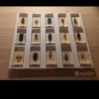 Insetti da collezione 