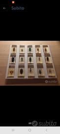 Insetti da collezione 