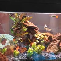 Acquario 50 lt. con allestimento completo