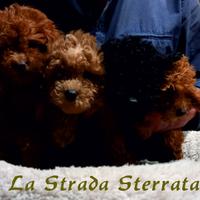 Barboncini Toy e Maltipoo All. Professionale