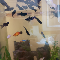 Avannotti di pesci black molly