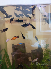 Avannotti di pesci black molly