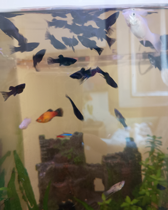 Avannotti di pesci black molly