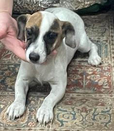 Jack. Russell cuccioli