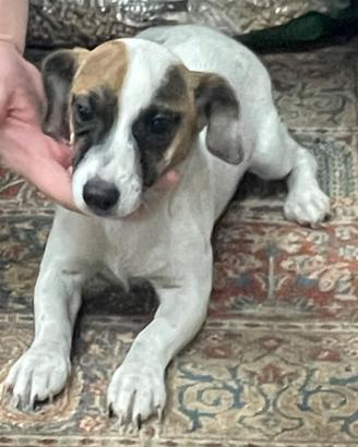 Jack. Russell cuccioli