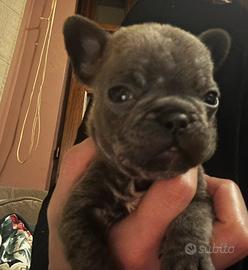 Bulldog francese blu