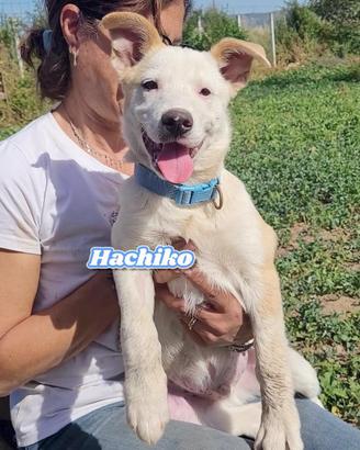 Tenerissimo Hachiko