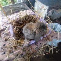 Coniglietto ariete nano miniloop