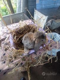 Coniglietto ariete nano miniloop