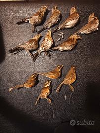 Stampi cesena sassello impagliati 