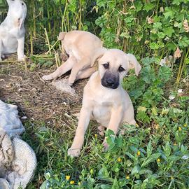 Cuccioli taglia media meticci in adozione