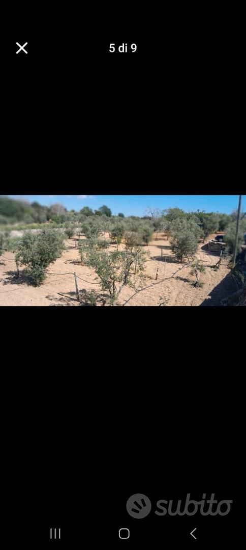Terreno agricolo - Vista 4