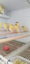 Canarini Arricciati Padovani