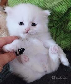 Cucciolo persiano normotipo maschio