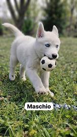 Cuccioli Siberian Husky