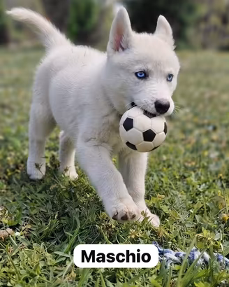 Cuccioli Siberian Husky